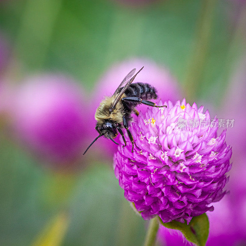 Bourdon fébrile， (Bombus impatiens)， Common Eastern Bumble bee, Gomphrena